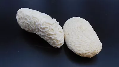 Two Natural Dried Brain Coral Specimens 13.7 Oz Total • $23.95