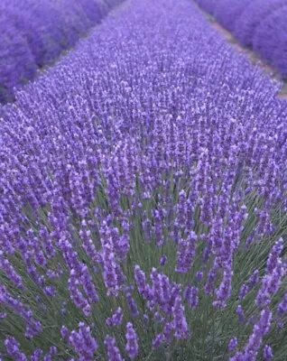 True Engish Lavender Seeds 400+pcs - Lavandula Angusttifolia - Uk - Fast Desp • £1.49