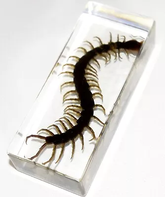 Invertebrates In Resin(Paperweight With Asian Centipede Embedded In Resin Block) • £19.99