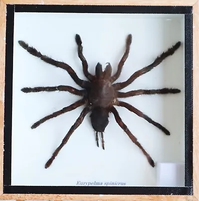 Real Giant Spider Tarantula Insect Taxidermy Display In Wooden Box Wall Decor • $26.99