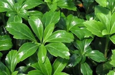 Pachysandra - 50 Rooted Plants For Ground Cover • $29.99