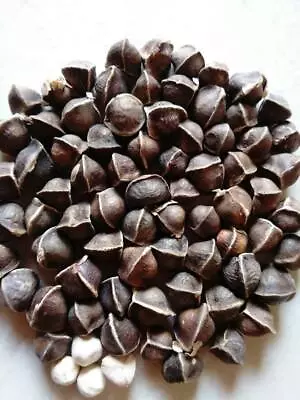 50pcs Moringa Oleifera Seeds Can Be Planted Or Eaten • $29.95