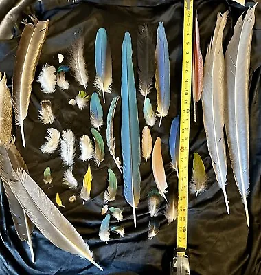 Assorted Feathers For Crafts • $150