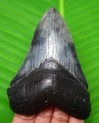 Megalodon Shark Tooth - 3.91”- Shark Teeth - Real Fossil - Natural - Megladone • $119