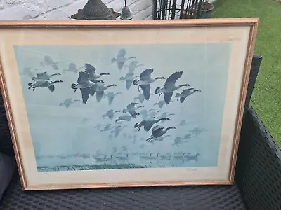 £80 • Buy Sir Peter Scott, Canada Geese Arriving Out Of A Mist Huge Print Signed By Artist
