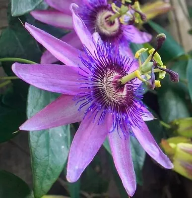 £15 • Buy 2L Passiflora Caerulea 'Lavender Lady' Amethyst Passion Flower