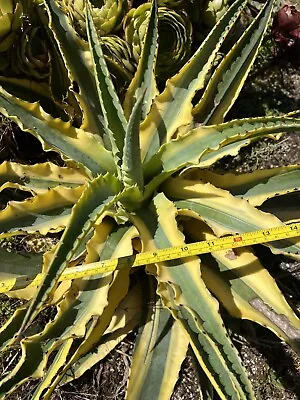 Agave Bumblebee Variegated( Wavy Leave) Pups X 1 Rare Succulent 31/01/2024 • $35