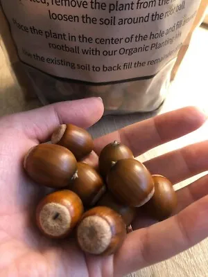 20 Organic Northeastern Oak Tree Acorn Seeds • $10