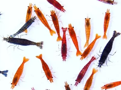 50 Shrimp Mixed Colors  Aquarium Breed Shrimp ( Free Shipping) • $75.99