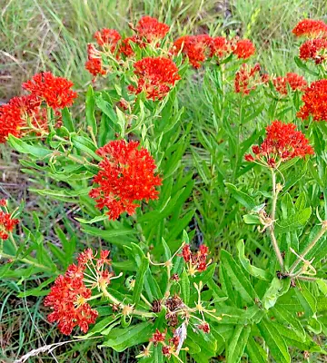 Milkweed 200 Seeds Asclepias Tuberosa Orange Butterfly Weed Ez To Grow. • $3.79