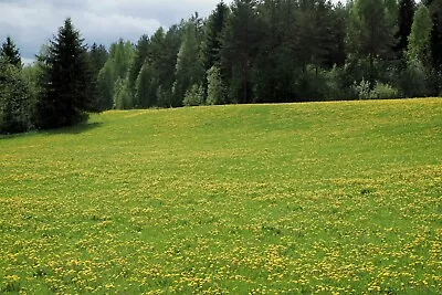 LAWN GRASS SEED Dandelions Flower Mix With White Clover Cast Grow Flower 1kg • £50