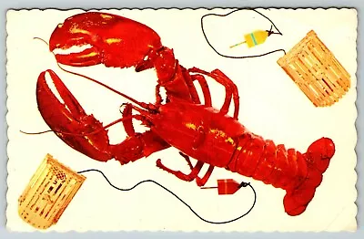 Maine Lobster With Trap And Buoy VTG Postcard • $4.45