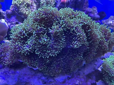 Green Fuzzy Mushroom Coral Marine Frags X2 • £15