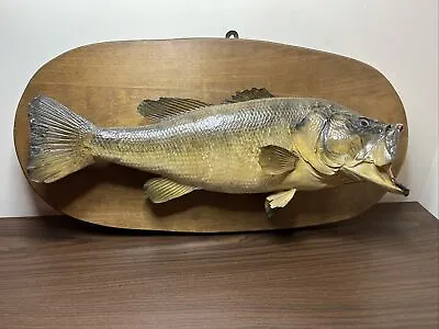 Real Largemouth Bass Mount -  Taxidermy Real Fish Fishing Decor Fish Is 19+”Long • $40