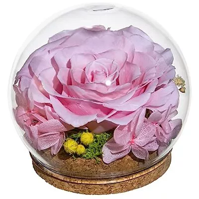 Preserved Real Rose In A Circular Glass Cover，with Wooden Base A Gift For Val... • $25.69
