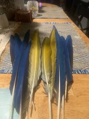 10 Blue And Gold Macaw Tail Feathers • $17.50