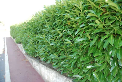 Laurel Hardy And Shade Tolerant Garden Evergreen Hedge Plants Bare Root Hedging • £22.99