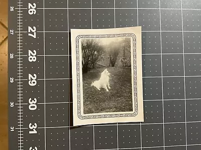 Vintage Snapshot Photograph Beautiful White Husky Dog In Yard Playing 1930’s • $12.99