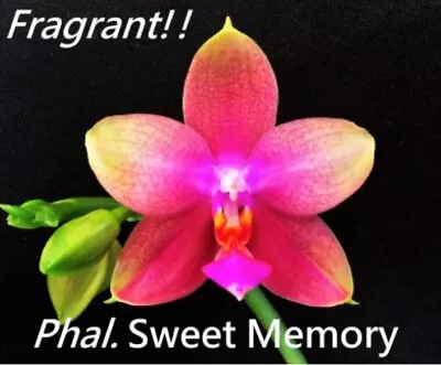 $85 • Buy FPOrchids Phalaenopsis Sweet Memory 'Fragrant' - Mature