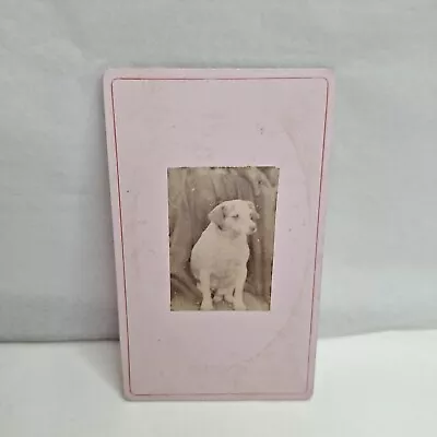 Victorian Photo CDV Dog  Jack Russell Terrier ? Unstated Photographer  • £18.95