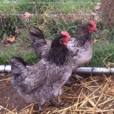 Blue MARAN Fertile Chicken Hatching Eggs X 6 Dark Laying Birds Large Fowl  • £24.99