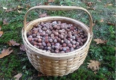 25 Acorn Seeds Of Post Oak Trees T83.8 • $18.99