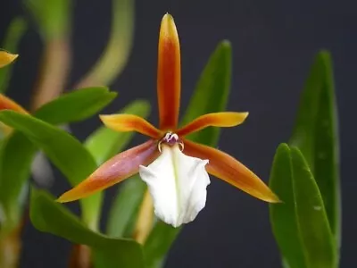 Encyclia Polybulbon Orchid Plant. Full Pots! True Miniature Orchid • $28