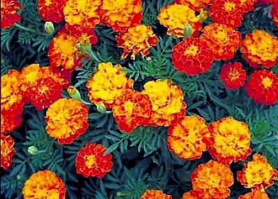 1 Oz Mixed Marigold Seeds Sparky Heirloom French Marigolds Bulk Seed 12000ct • $12.99