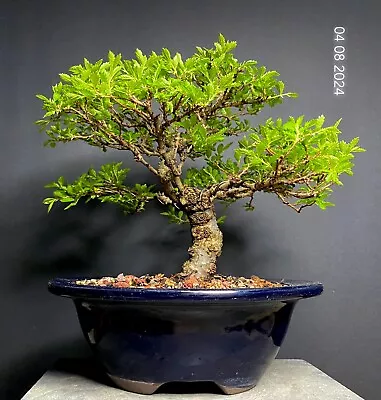 Bonsai Tree Shohin Chinese Cork Bark Elm 10” Tall Dark Blue Chinese Glazed Pot. • $375