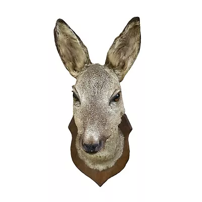 £99.99 • Buy French Vintage Taxidermy Roe Deer Head, Mounted Stuffed Roe Deer Head (B49)