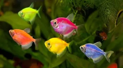Live Glow Tetra Freshwater Aquarium Fish (Choose Yours) PLS READ DESC • $14.49