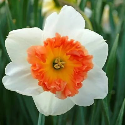 Narcissus 'precocious' Daffodil Flower Bulbs Powerfully Fragrant Spring Blooms!! • $13.99