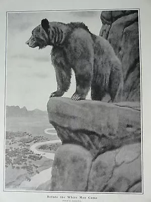 Philip R. Goodwin Print Grizzly Bear 1903 9 1/4  X 12 3/4  Stunning Image • $7.50
