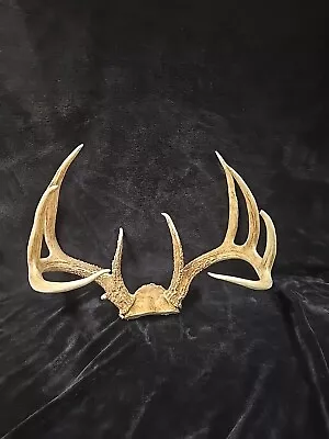 BEAUTIFUL 9 POINT WHITETAIL DEER RACK 159   Antlers Sheds Taxidermy Elk Horns  • $71