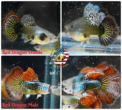 $30.95 • Buy 1 TRIO - Live Aquarium Guppy Fish High Quality - Red Dragon Halfmoon BDS