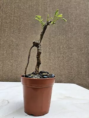 Mimosa Bonsai Treesale  • $68
