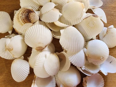 $1.95 • Buy Florida White Scallop Seashells (Bag Of 5 Shells)