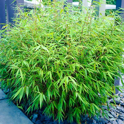 Fargesia Rufa Bamboo 40-50cm Outdoor Potted Garden Evergreen Plant In 14cm Pot • £19.99