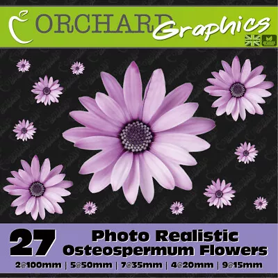 27 Osteospermum Gerbera Daisy Flower Car Stickers Vinyl Decal Bedroom Wall Art • £5.95