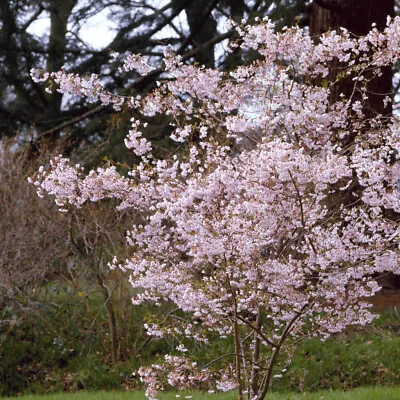 Prunus X Subhirtella Autumnalis Rosea-Winter Flowering Cherry- Plant In 1 L Pot • £16.95