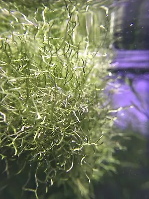 £7.50 • Buy Riccia Fluitans Rare Tropical Aquarium Fish Shrimp Safe +1 Free Plant