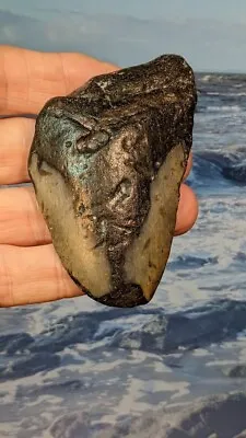 Megalodon Shark Fossil Tooth. 80mm. Boxed. As Shown.  12-15 Million Years Old. • £35