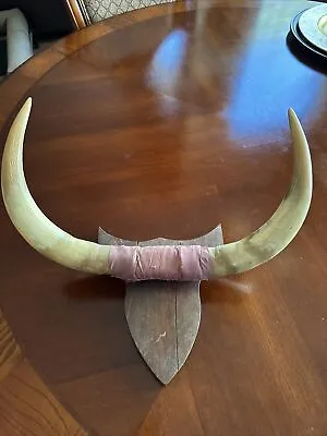 Vintage Mounted Steer Horns Great Shape • $125