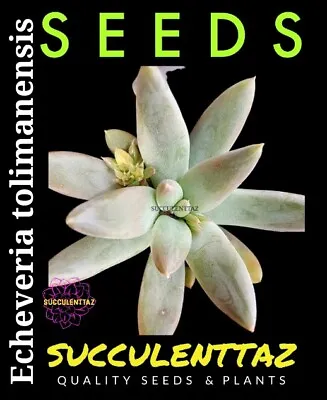 Echeveria Tolimanensis 20 X Seeds Crassula Sedum Aeonium Family SUCCULENT Cactus • $9.90
