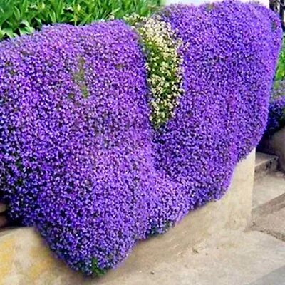£3.25 • Buy 100 Creeping Thymus Serpyllum Seeds  Creeping Thyme  Trailing Seeds
