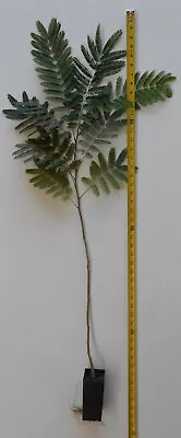 E.H Wilson Silk Trees 18-30 Inches Tall (Albizia Julibrissin) Cold Hardy Mimosa  • $28.95