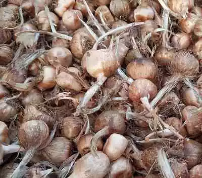 250pcs Saffron Bulbs Crocus Sativus Jumbo Bulbs Crocus Sativus Bulbs • $150