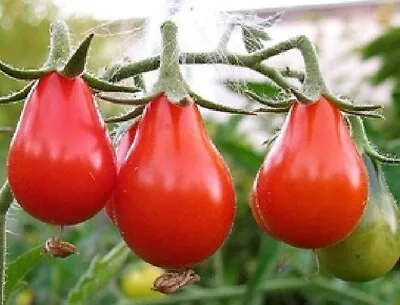 Red Pear Tomato Seeds 100 Ct Vegetable Garden HEIRLOOM NON-GMO FREE SHIPPING • $2.55
