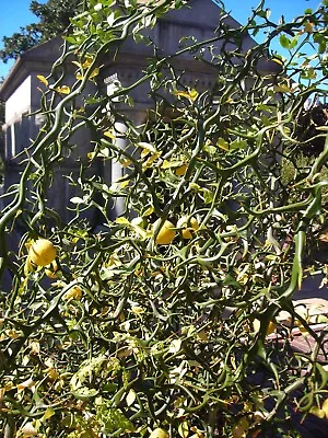 Poncirus Trifoliata Tree Dwarf Citrus Bonsai Interest • $10.50