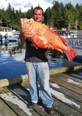 12  GRUBS BULK (3pc /PK) -   $3.89 EACH =  Halibut - Rock Fish - COD - • $12